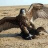 iraqi falcon 的头像