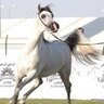 فارس بني همام 的头像