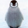 Фото профиля Random Penguin