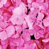 Profilbild von 【紫陽花】Kindleストアで官能小説配信中