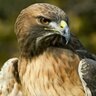 🇸🇦k s a profil fotoğrafı