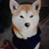 Ryu's profile picture
