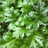 leaves_in_the_wind 的头像