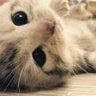 🐾nekoronda_neko🐾's profile picture