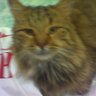 Фото профиля Cathy the Cat