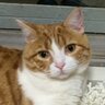 モカちゃん profil fotoğrafı