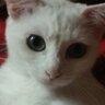 佐藤千美 profil fotoğrafı
