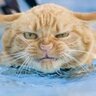 Дубравка's profile picture