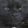Sillycat profil fotoğrafı