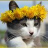 Ольвія profil fotoğrafı