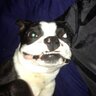PureBlood's profile picture