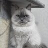 大仏と鹿's profile picture
