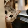 ぶ〜にゃん profil fotoğrafı