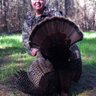 Tom Young's profile picture