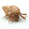 hermitcrab148's profile picture