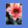 mazroui profil fotoğrafı