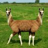 Profilbild von The Calmer Llama