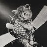 Фото профиля kitty🇯🇵
