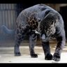 Фото профиля Randy Silverman