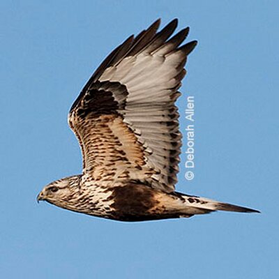 Deborah Allen's profile picture