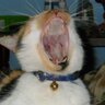 Un Tal Gato😼 profil fotoğrafı