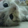 Profilbild von 辻村概念