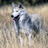 0ak_Kam1's profile picture