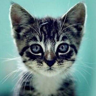 catsnkittys's profile picture