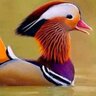 غرير profil fotoğrafı