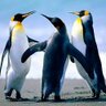 JSquare profil fotoğrafı