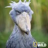 Profilbild von SAN PITIRINGO