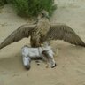 وٓللّقنصْ...مٓعنىٓ..! profil fotoğrafı