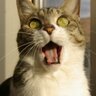 こねこ🇯🇵日本人ファースト 的头像