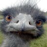 Brutus profil fotoğrafı