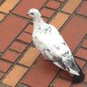 ファブリーチ 的头像
