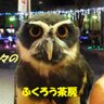 ふくろう茶房［公式］： 的头像