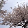 ゆきこ profil fotoğrafı