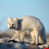 Siberianfox 的头像