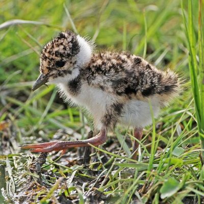 Elmley NNR's profile picture