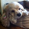 あゆ profil fotoğrafı