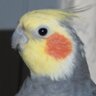 Robinson Croissant's profile picture
