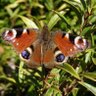 Ann Tomlinson profil fotoğrafı