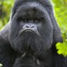 Profilbild von Alistair Murray