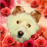 ぽんてり's profile picture
