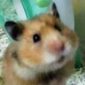 Profilbild von じまおはむまにあ