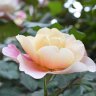 Фото профиля Hiromoto