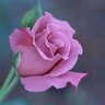 Angel Tink 🦄💐 profil fotoğrafı