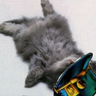 蒼海堂 壁|◕‿‿◕)てへ♡'s profile picture