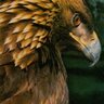 Vadim King's profile picture