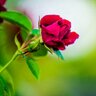 Фото профиля Rosemary West